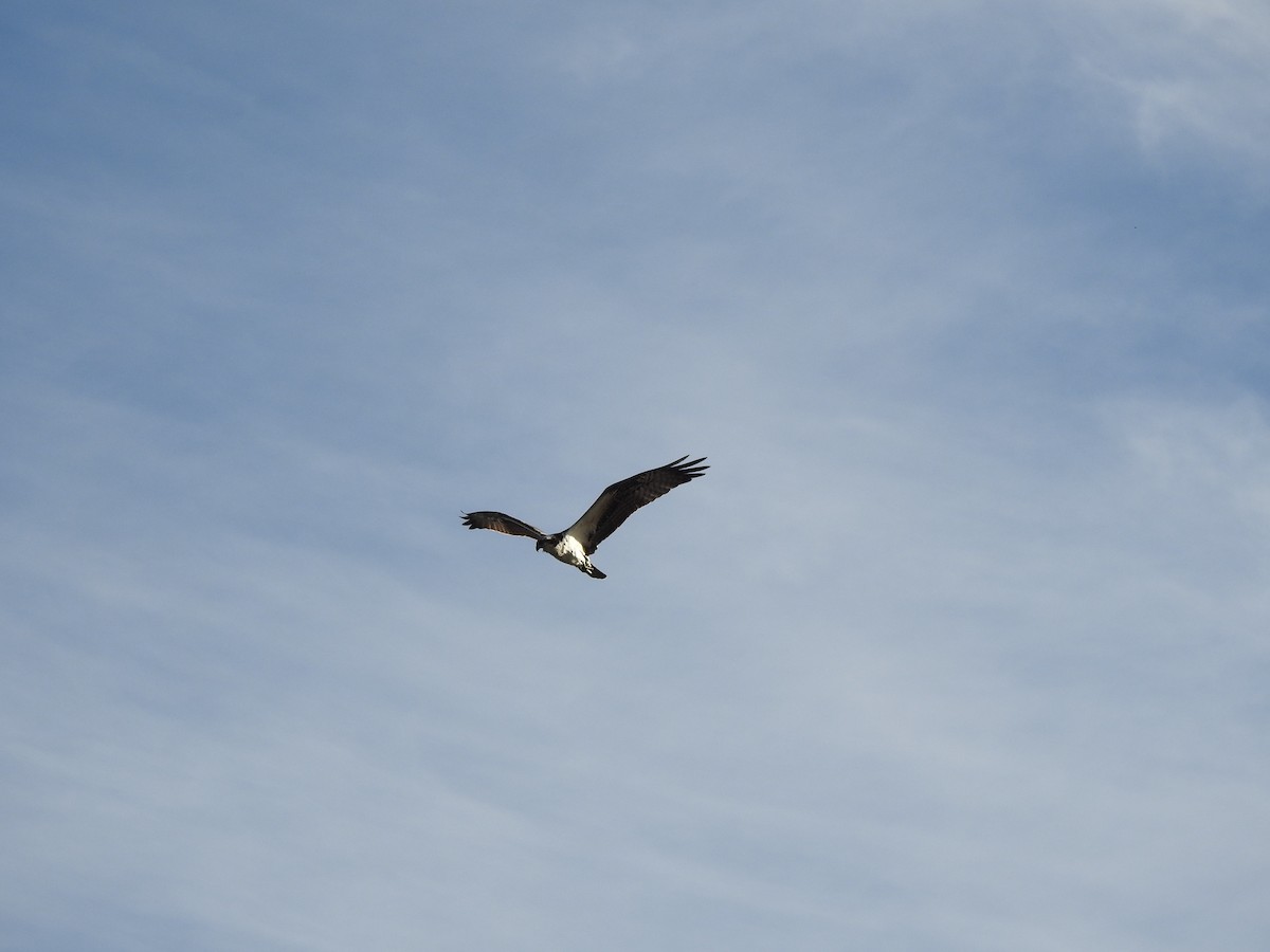 Osprey (carolinensis) - ML291242791