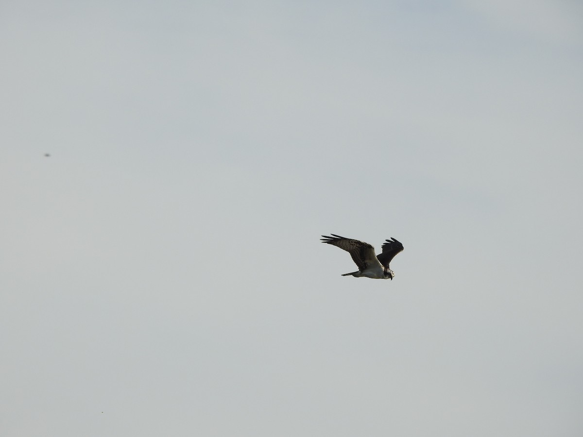 Osprey (carolinensis) - ML291242831