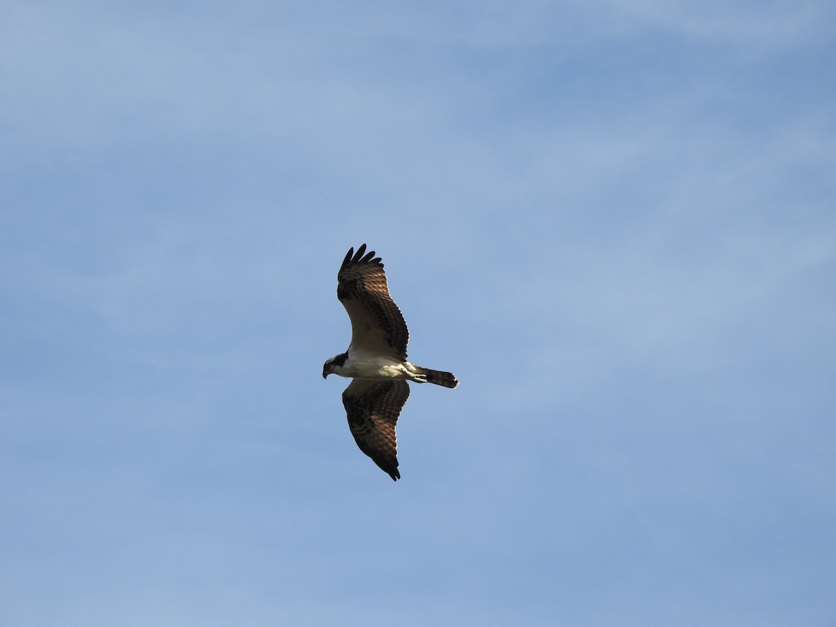 Osprey (carolinensis) - ML291242871