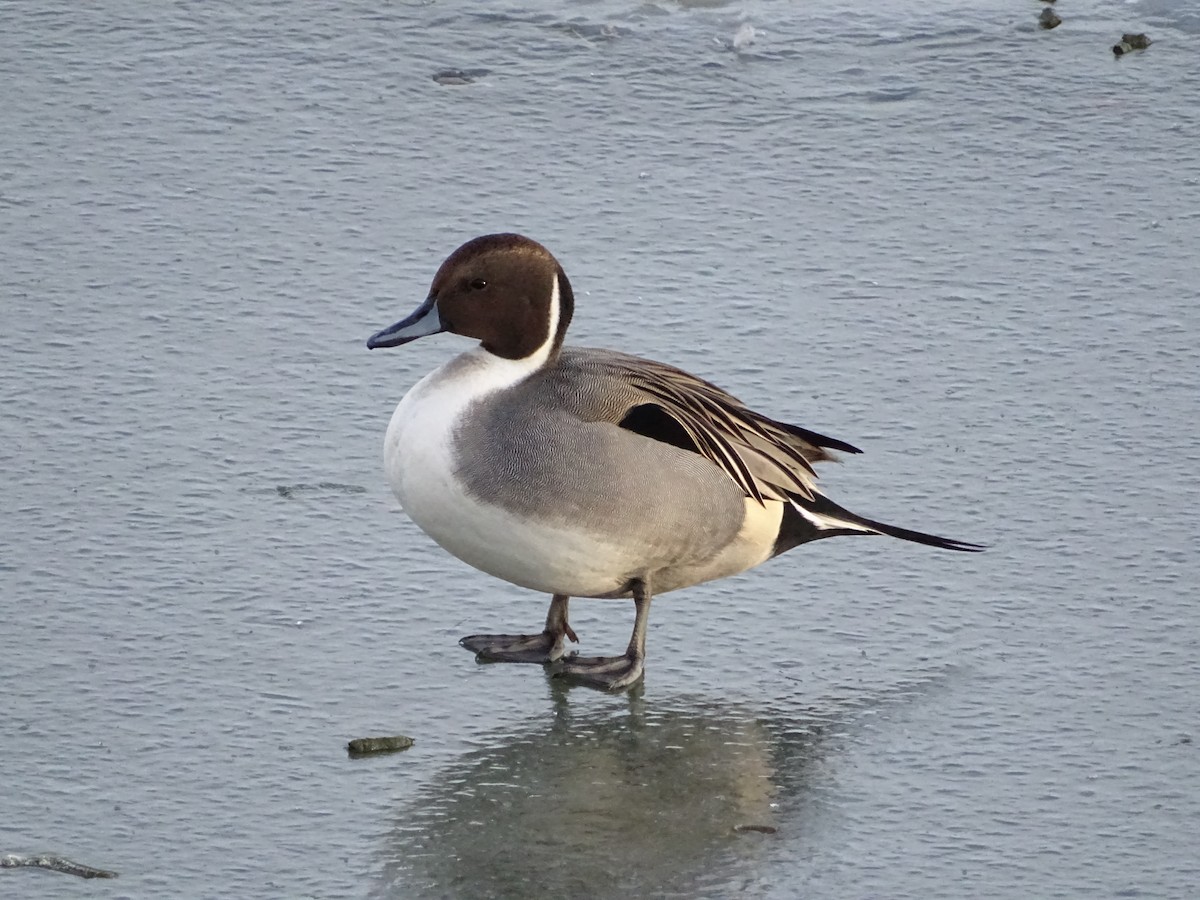 Northern Pintail - Mike Roffman