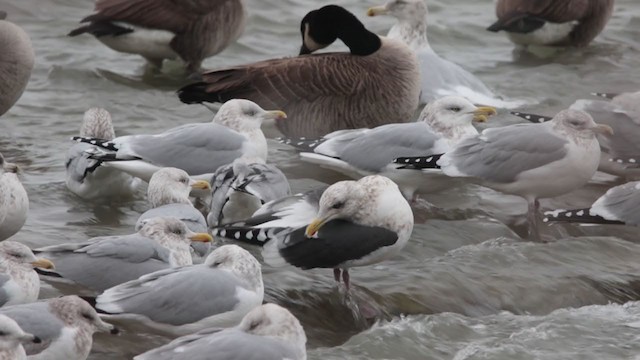 Slaty-backed Gull - ML291243451