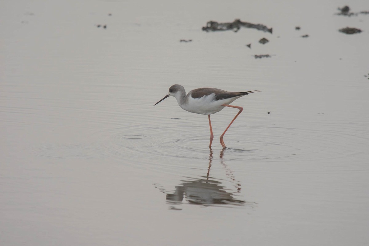 Black-winged Stilt - netanel yarkoni