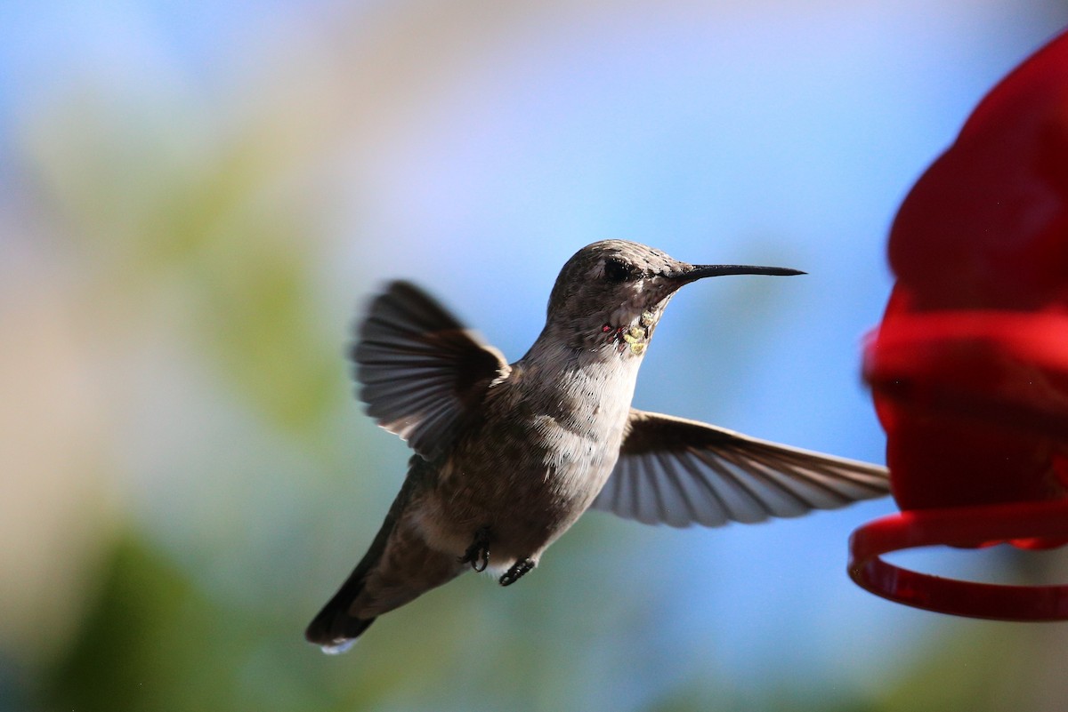 Anna's Hummingbird - Vincent O'Brien