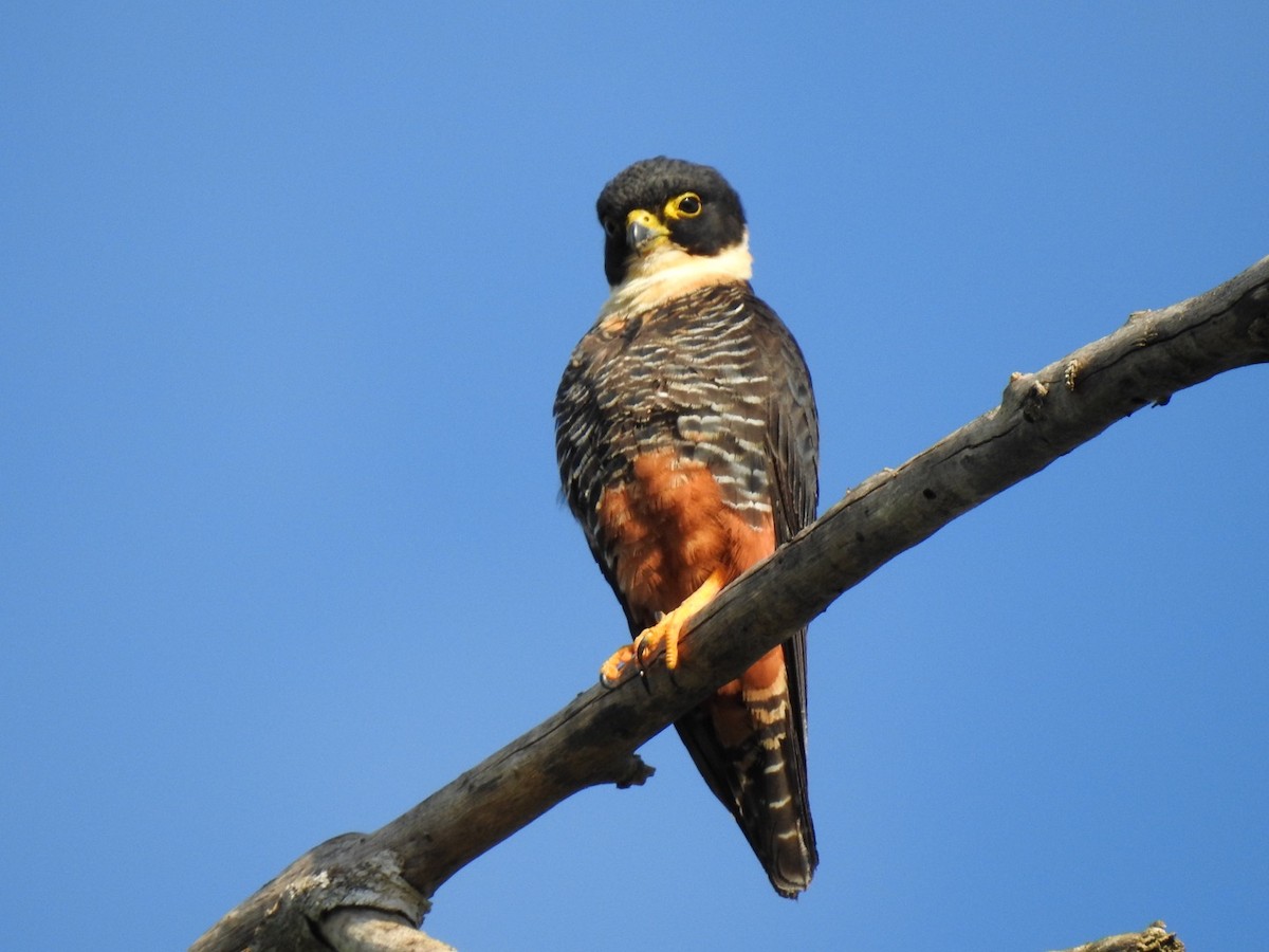 Bat Falcon - ML291243691