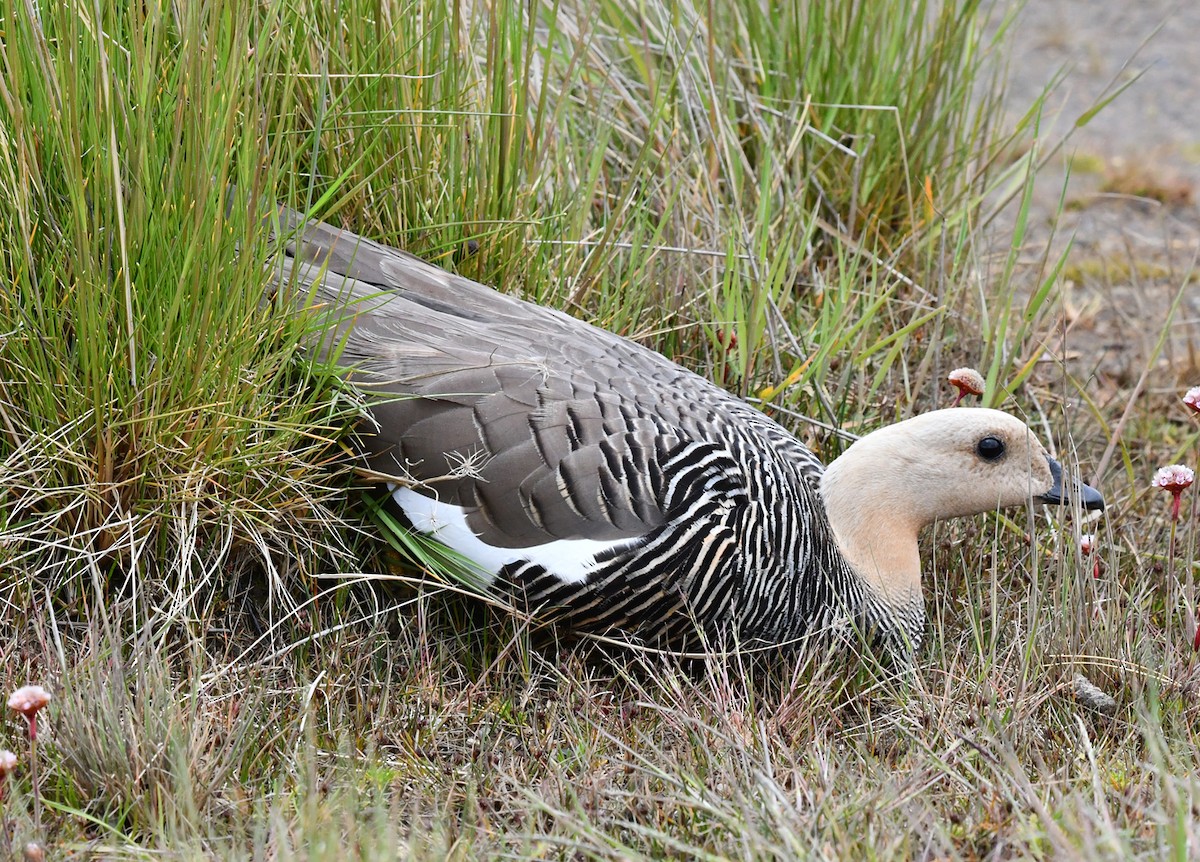Upland Goose - Ricardo Matus