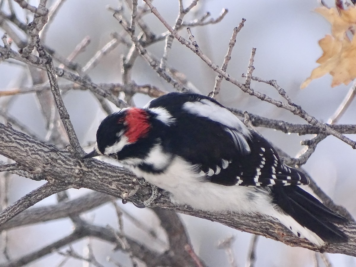 Downy Woodpecker - ML291245171