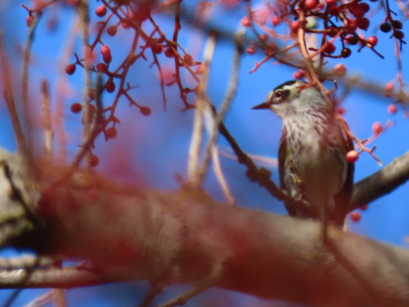 Yellow-rumped Warbler - ML291246801