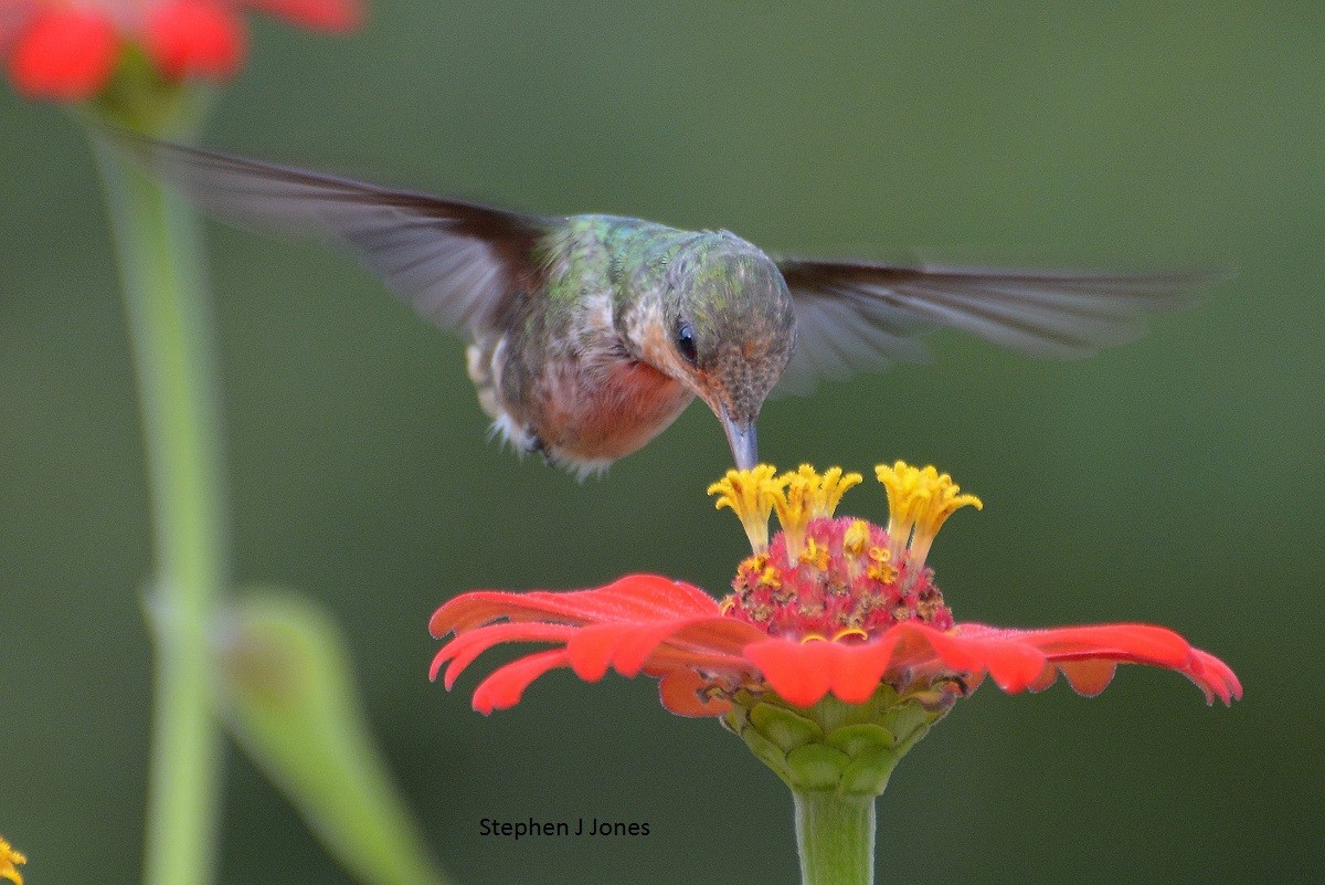 Frilled Coquette - Stephen Jones