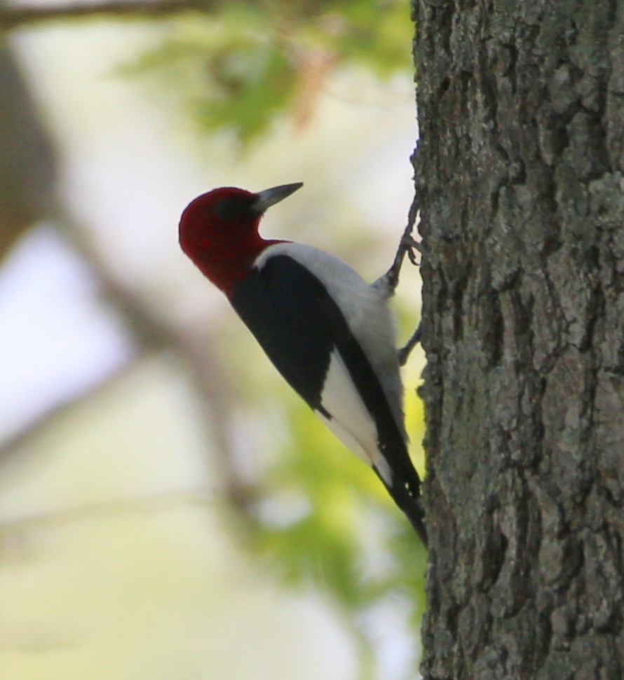Red-headed Woodpecker - ML29124851