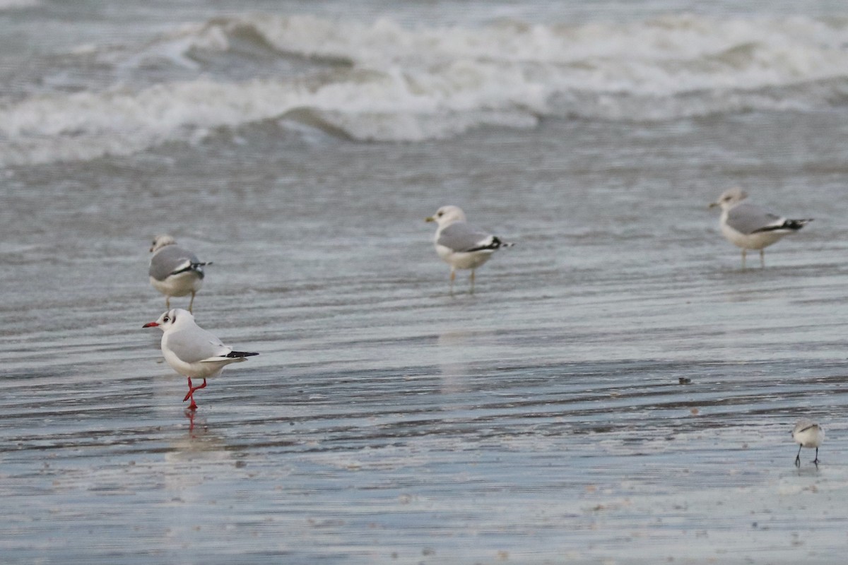 Black-headed Gull - ML291249871