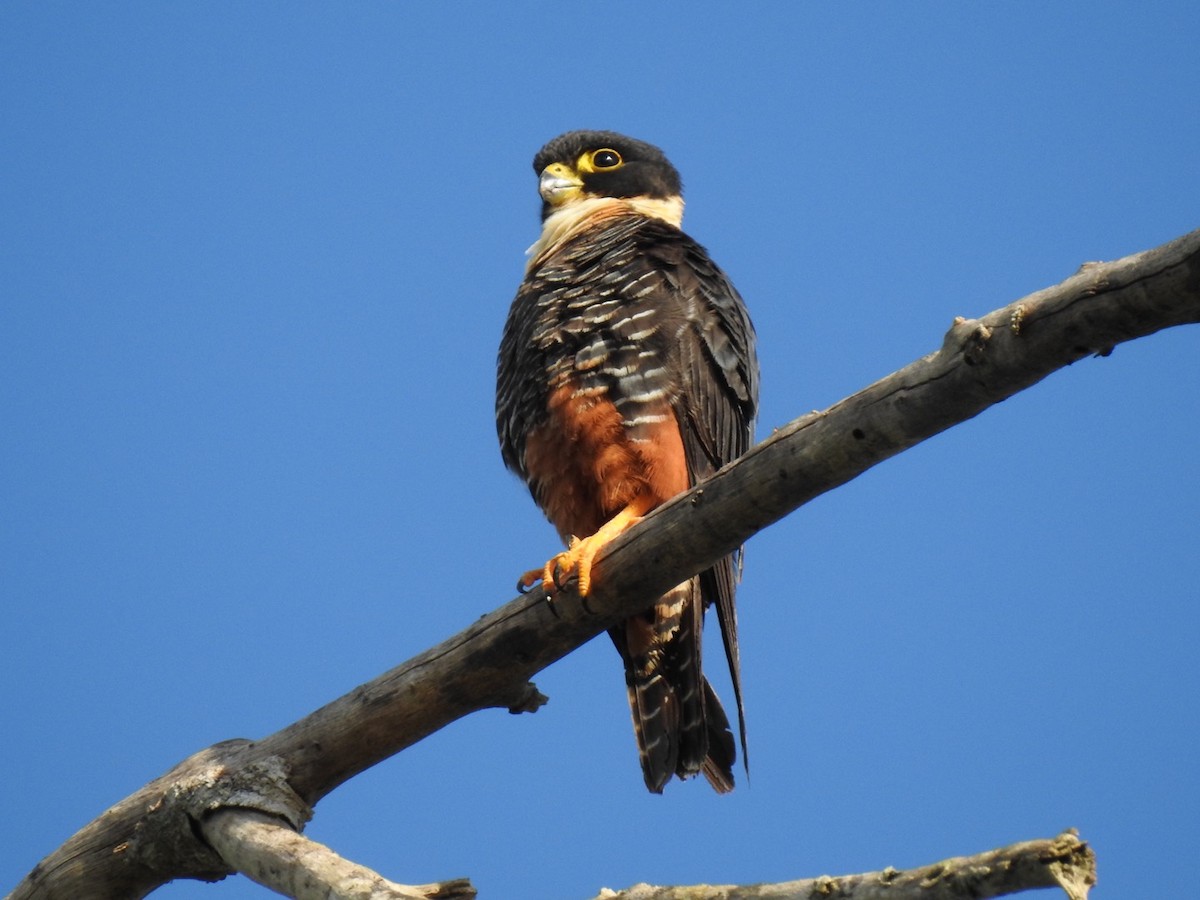 Bat Falcon - ML291252331