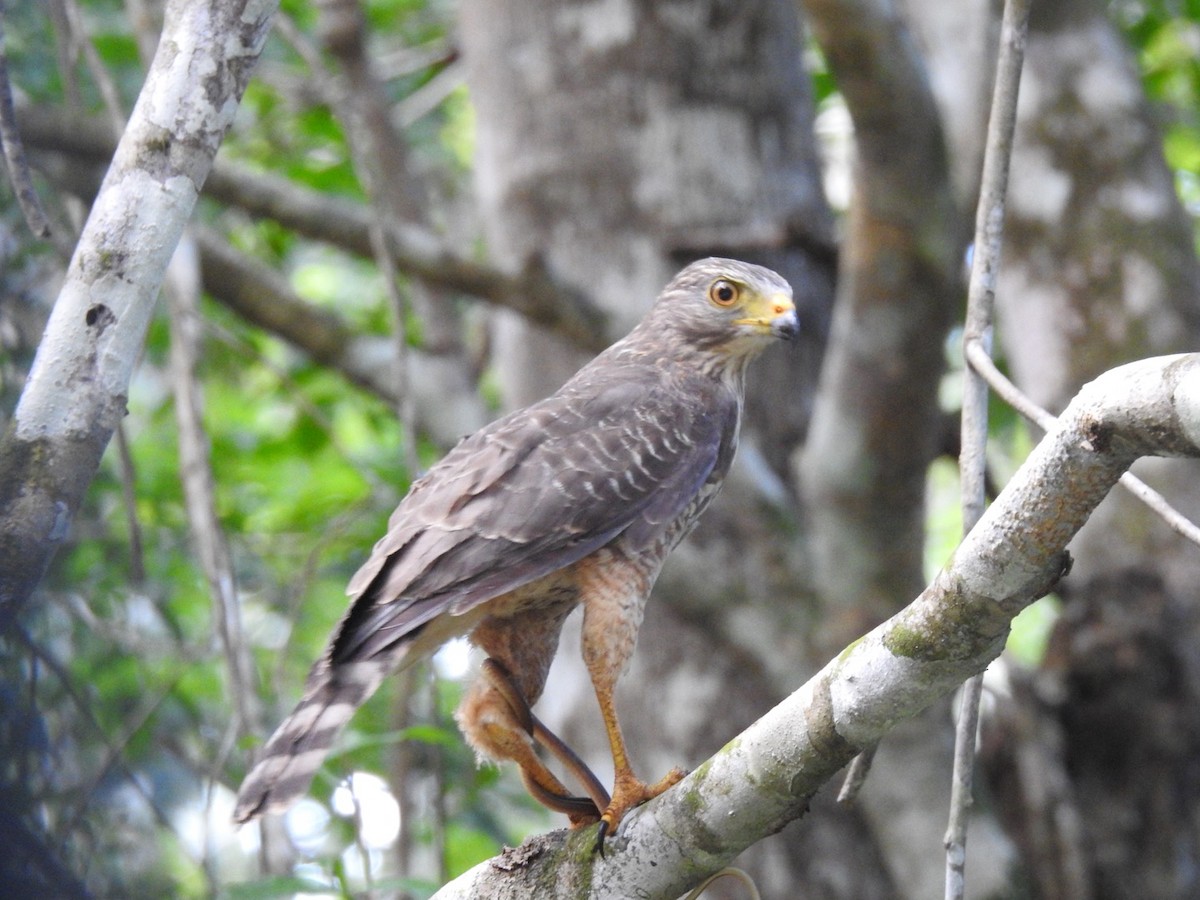 Roadside Hawk - ML291252441