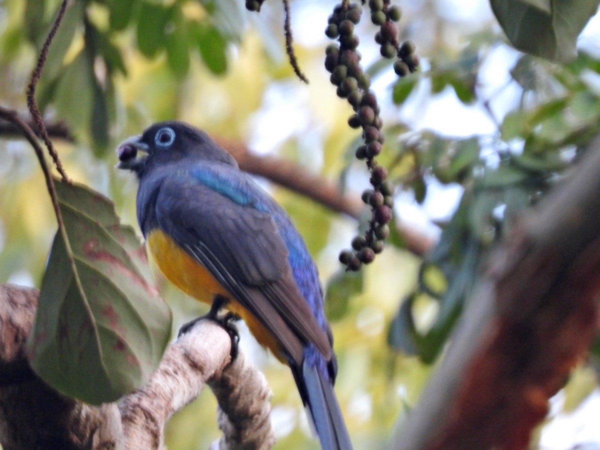 Black-headed Trogon - ML291252611