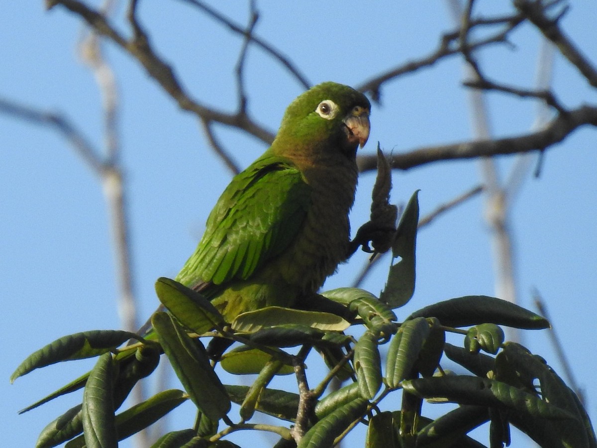 Olive-throated Parakeet - Eduardo Carraro Ramírez