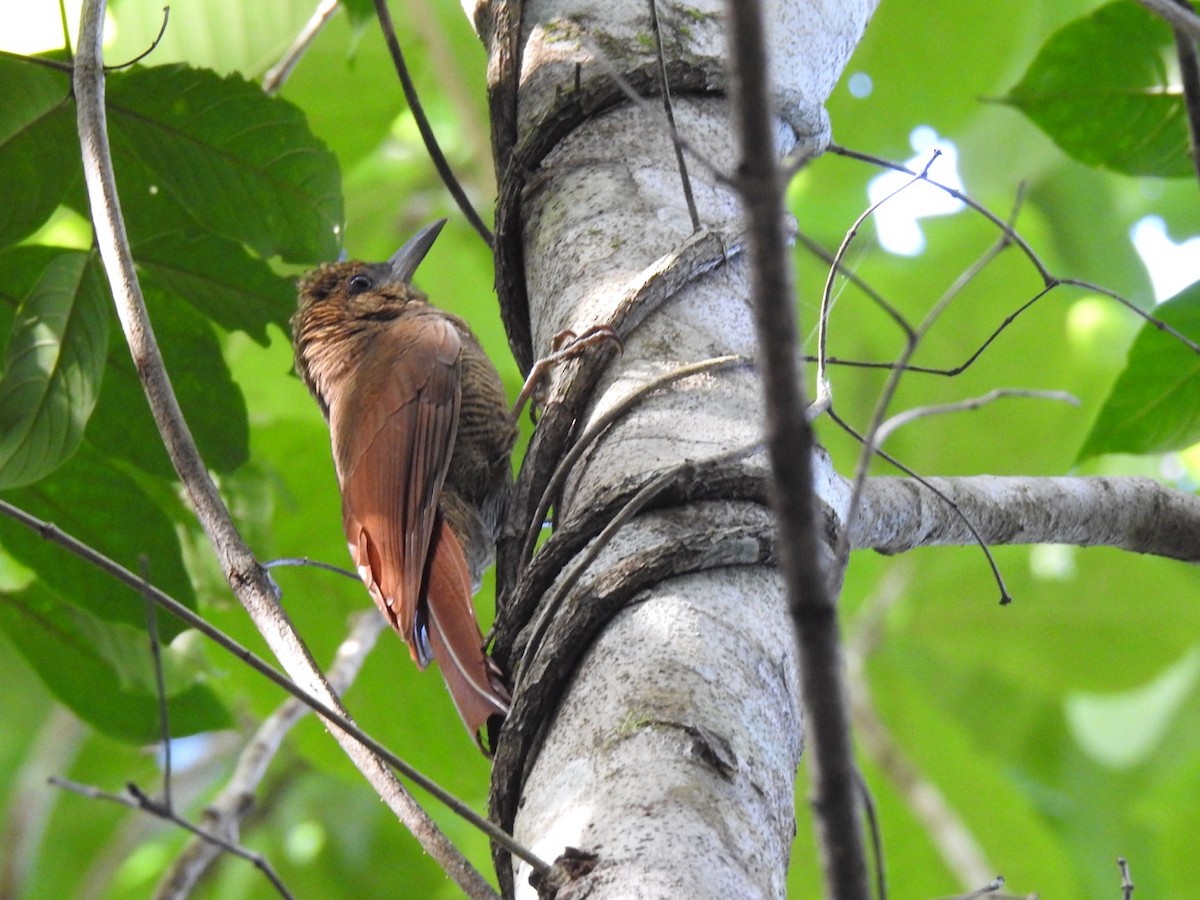 Northern Barred-Woodcreeper - ML291252961