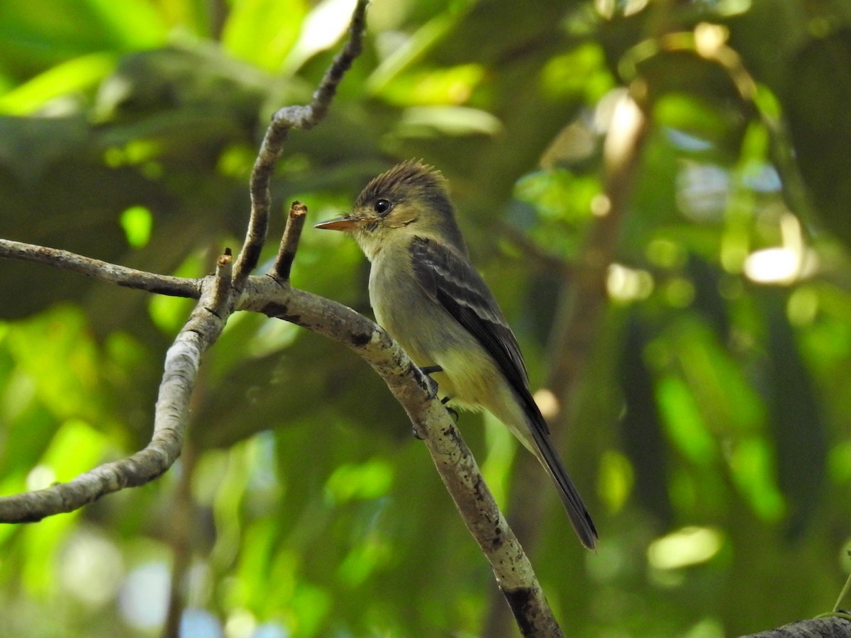 Northern Tropical Pewee - ML291253041