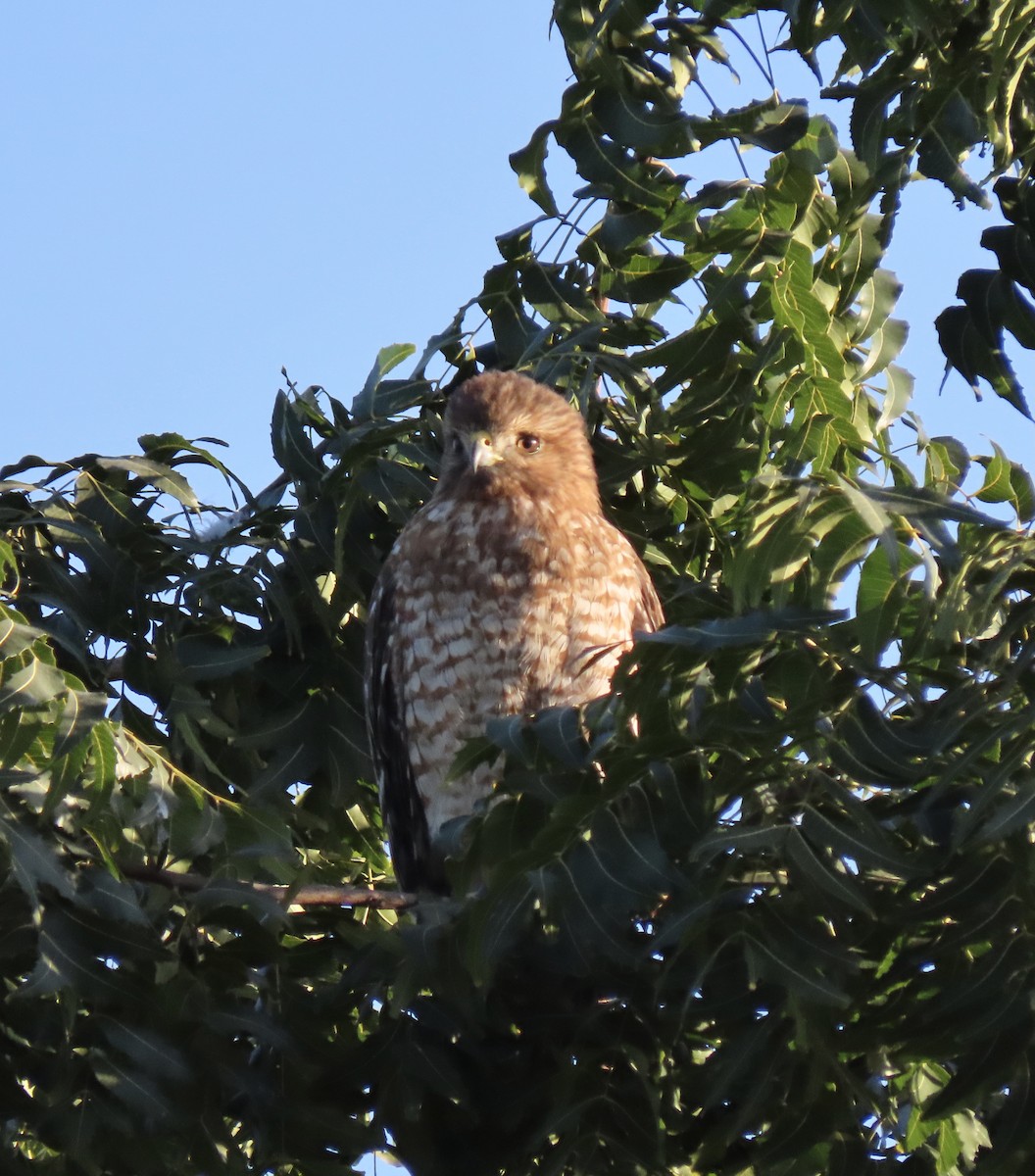 Red-shouldered Hawk - ML291253091