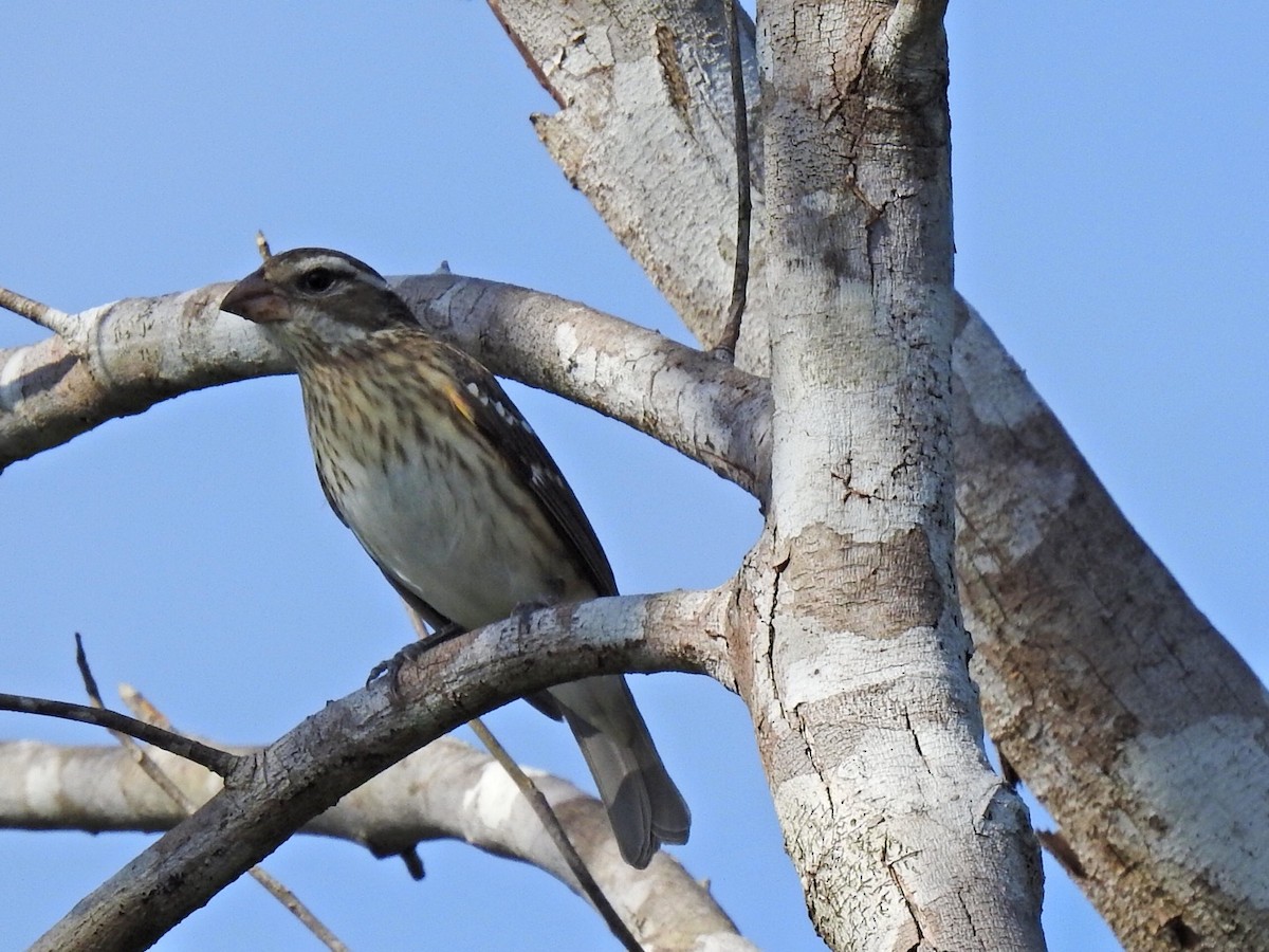 Rose-breasted Grosbeak - ML291253251