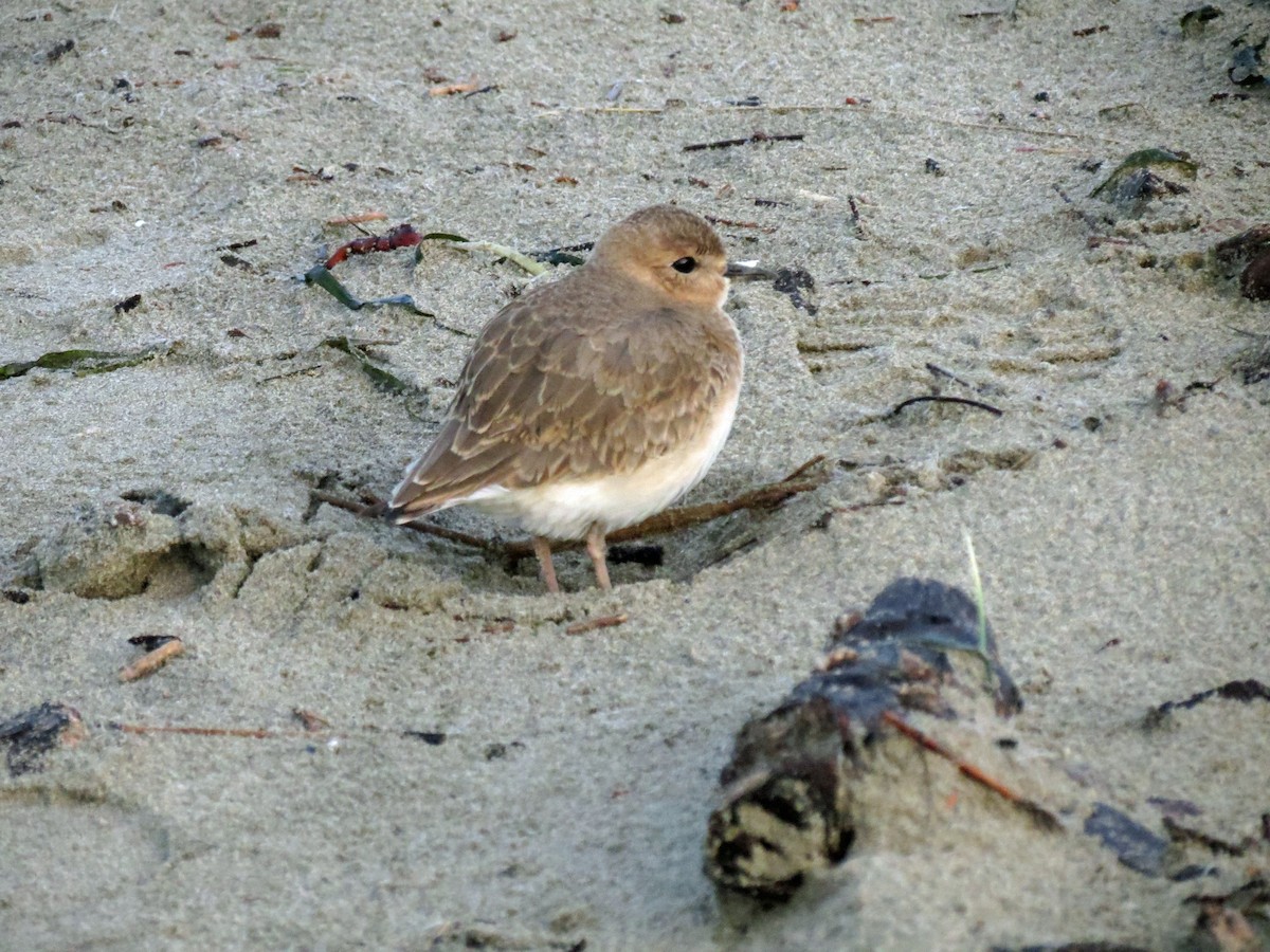 Mountain Plover - ML291253301