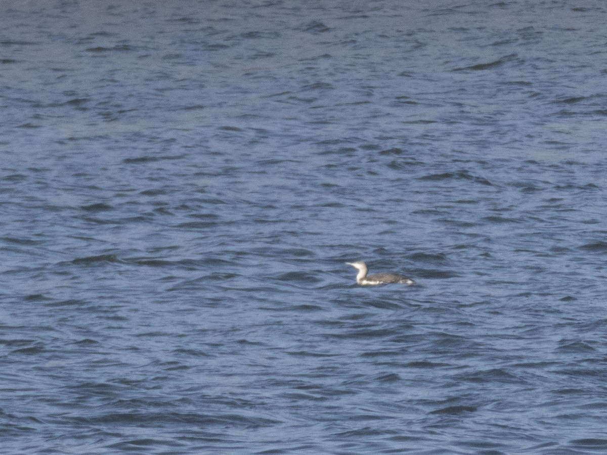 Red-throated Loon - ML291253491