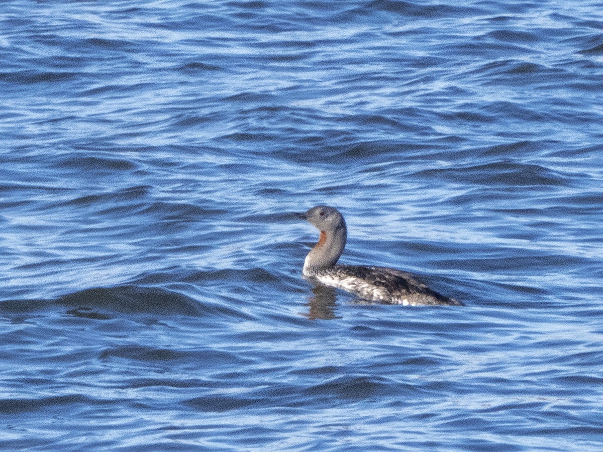 Red-throated Loon - ML291253521