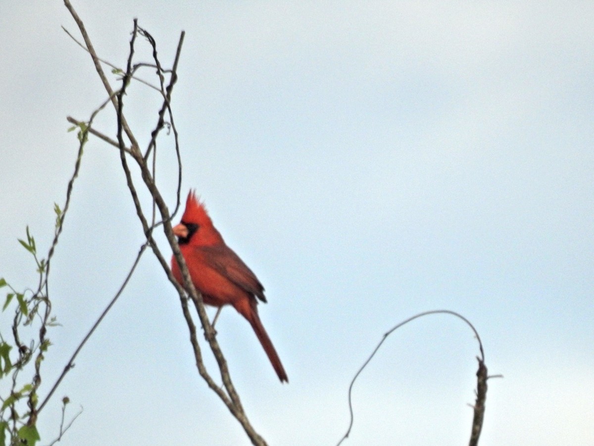 Northern Cardinal - Eduardo Carraro Ramírez