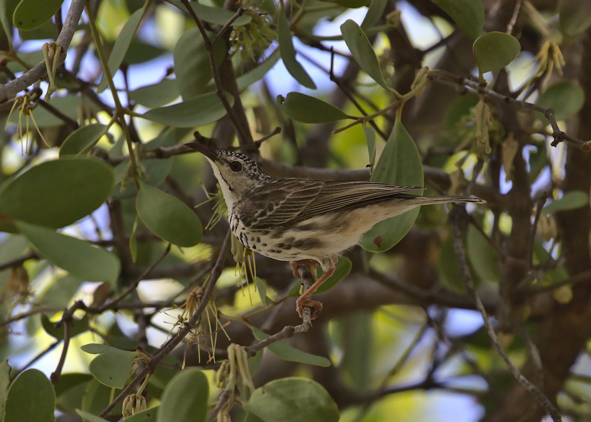 Bar-breasted Honeyeater - ML291254711