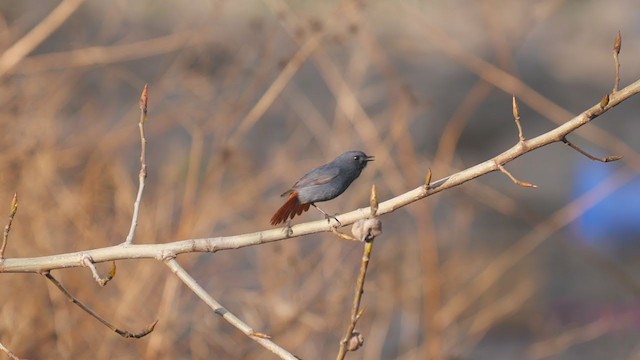 Plumbeous Redstart - ML291255181