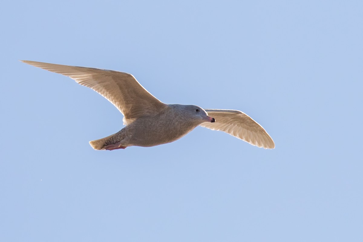 Glaucous Gull - ML291255461