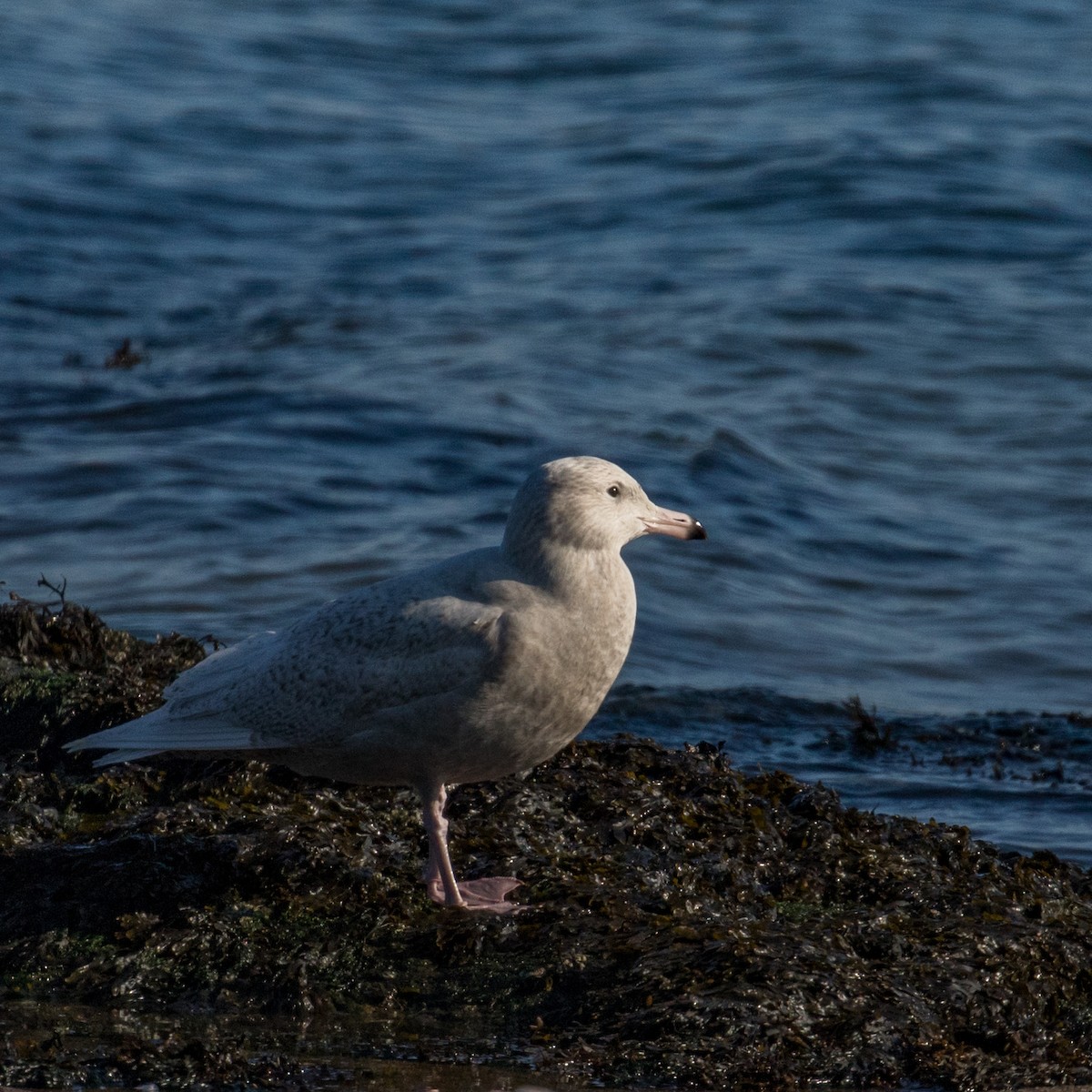 Glaucous Gull - ML291255501