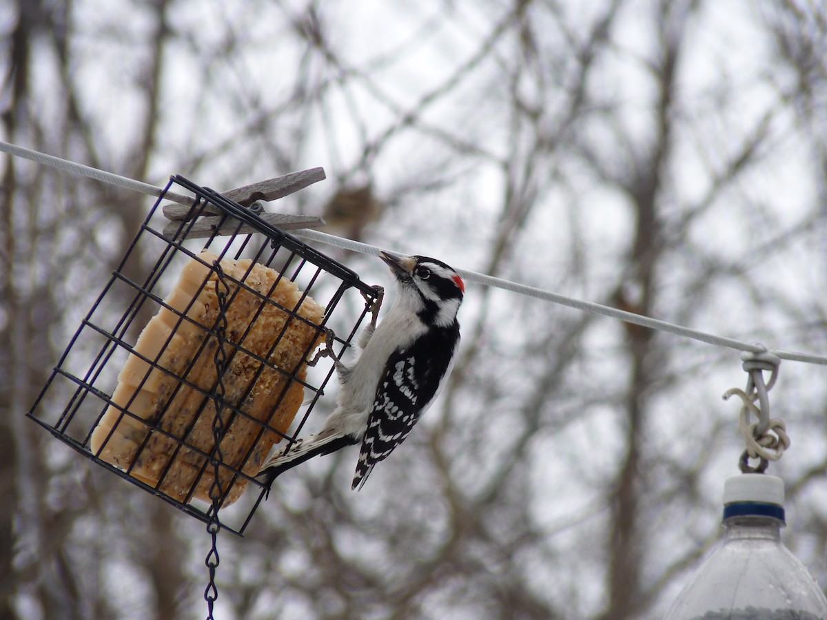 Downy Woodpecker - Marieta Manolova