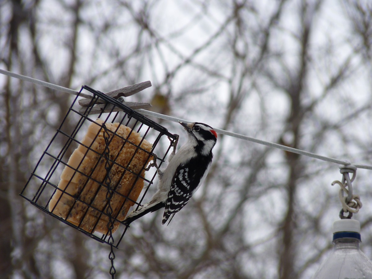 Downy Woodpecker - ML291255701