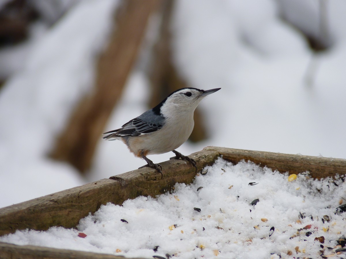 White-breasted Nuthatch - ML291255881