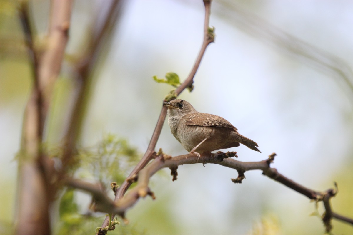 Northern House Wren - Dylan Pedro