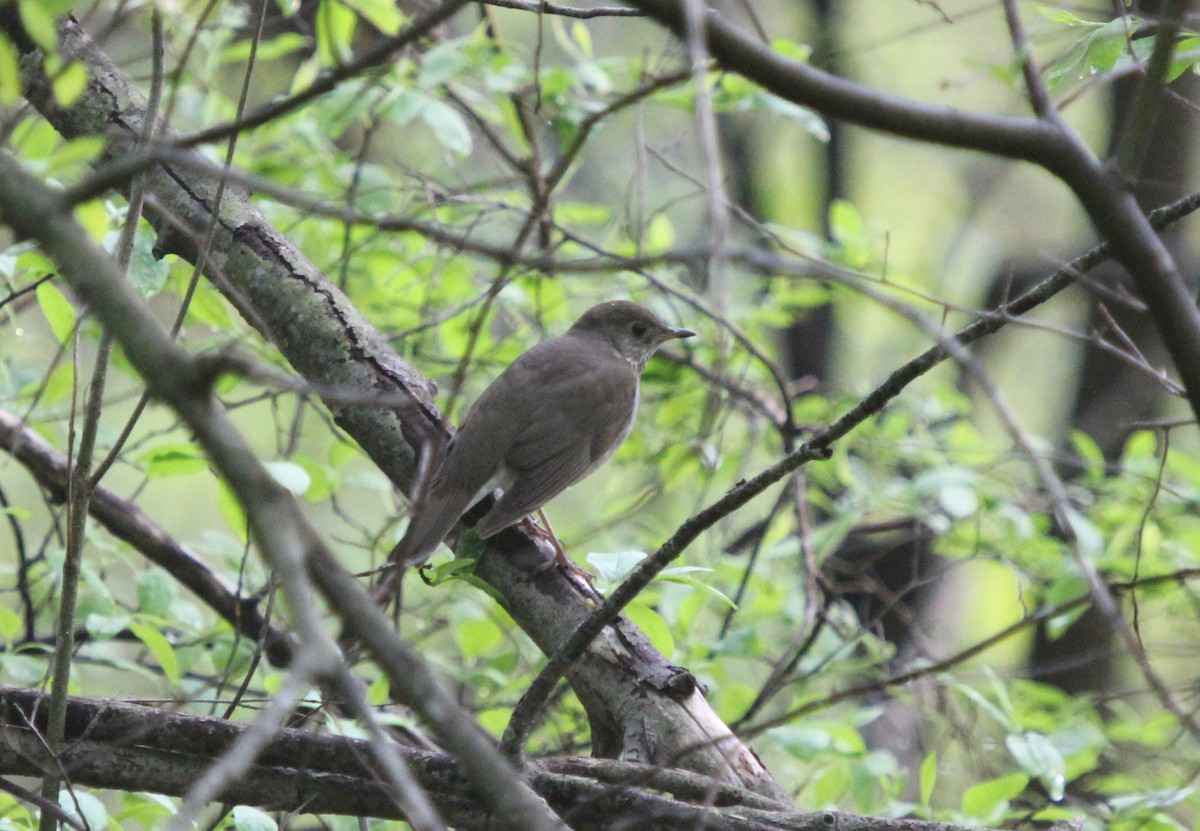 Gray-cheeked Thrush - Dylan Pedro