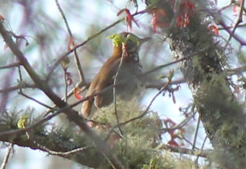 Wood Thrush - ML29125781