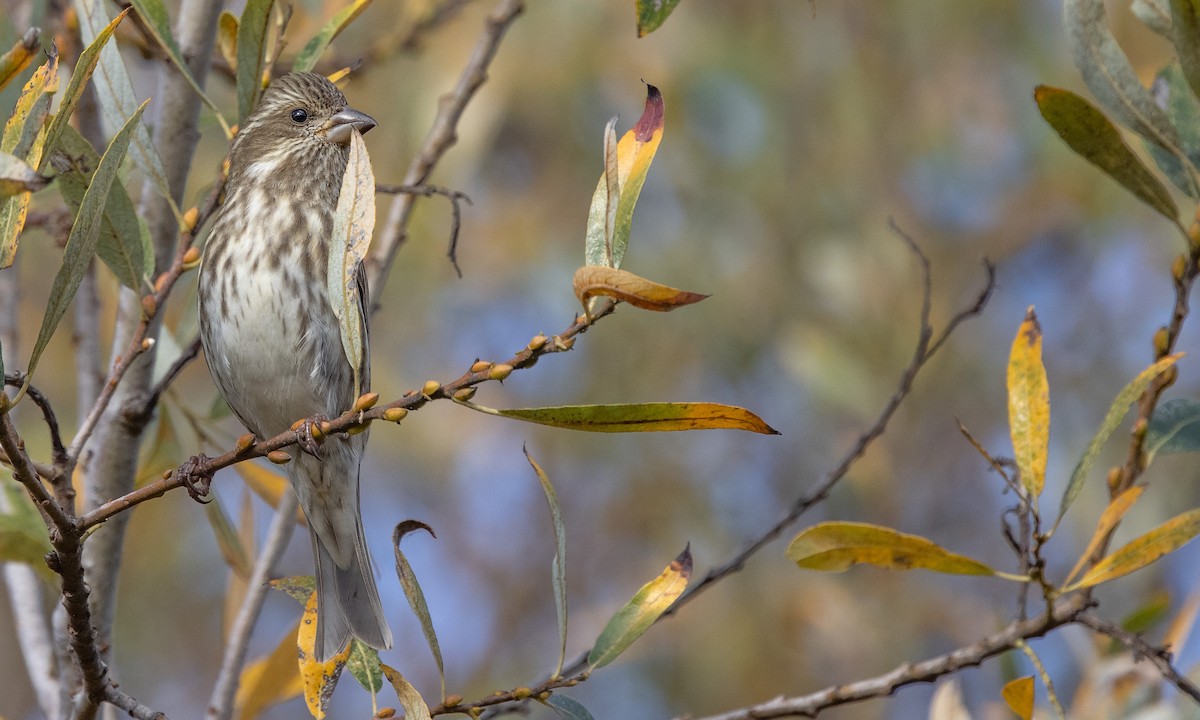 ムラサキマシコ（californicus） - ML291259181