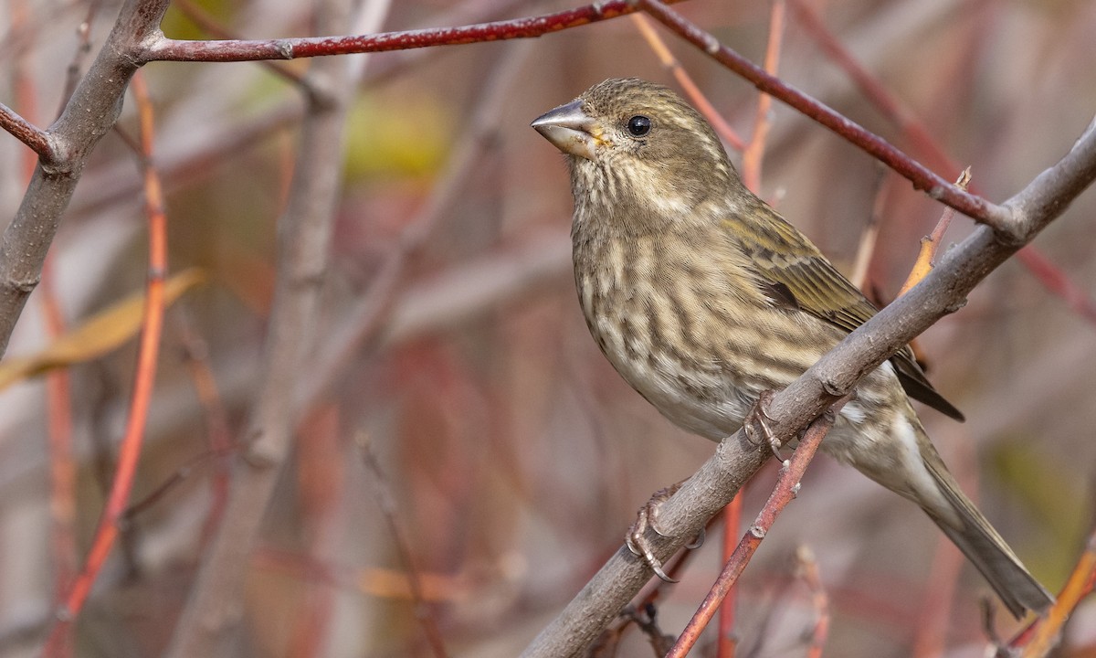 Purple Finch (Western) - Paul Fenwick