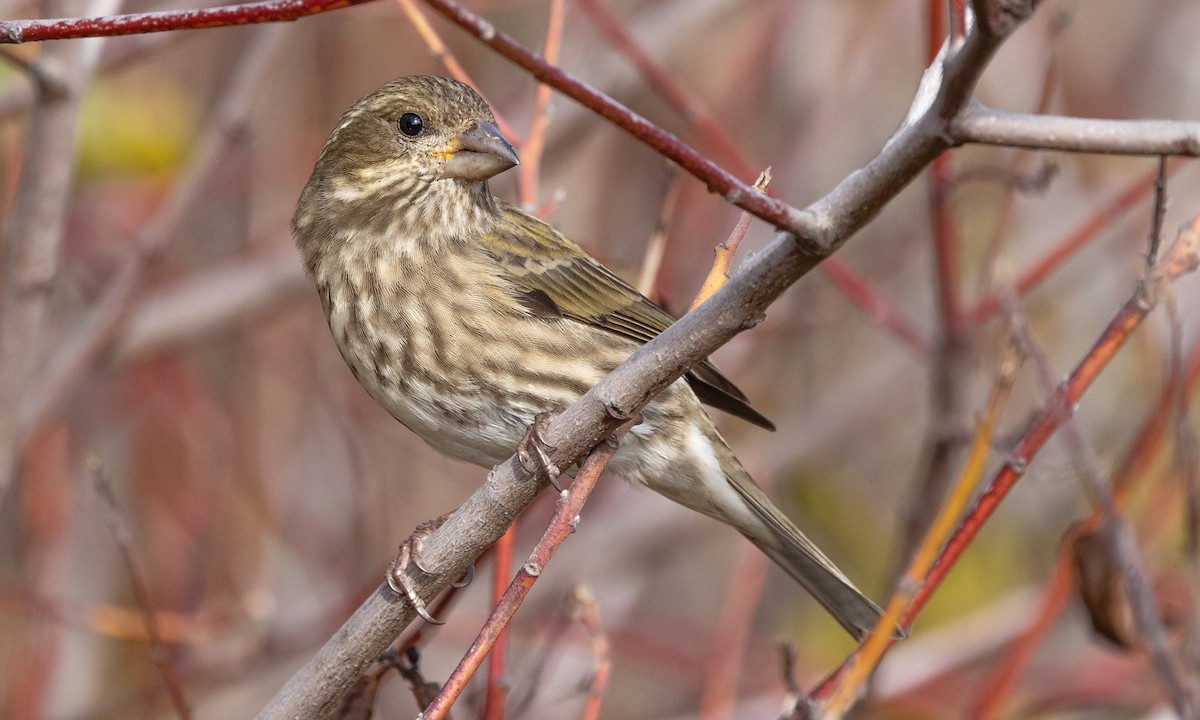 Purple Finch (Western) - Paul Fenwick