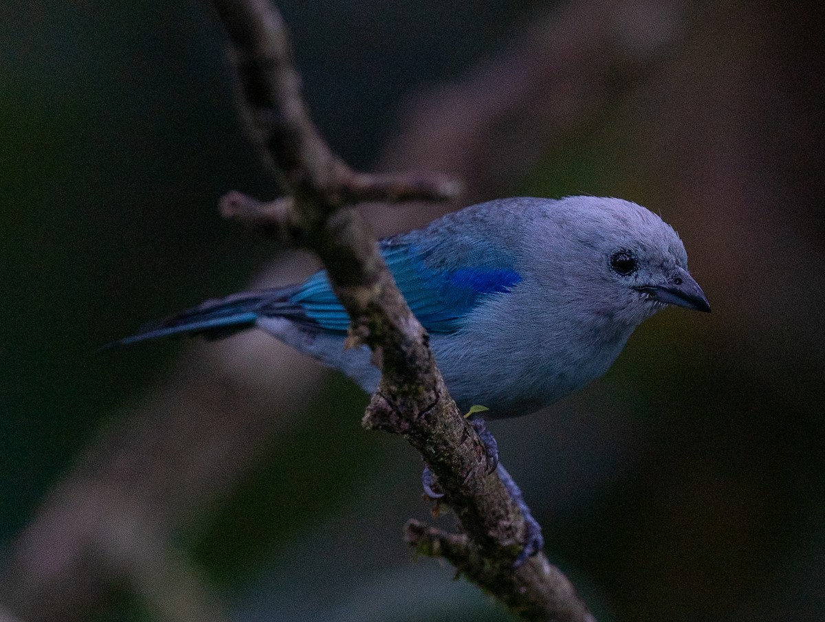 Blue-gray Tanager - ML291260101