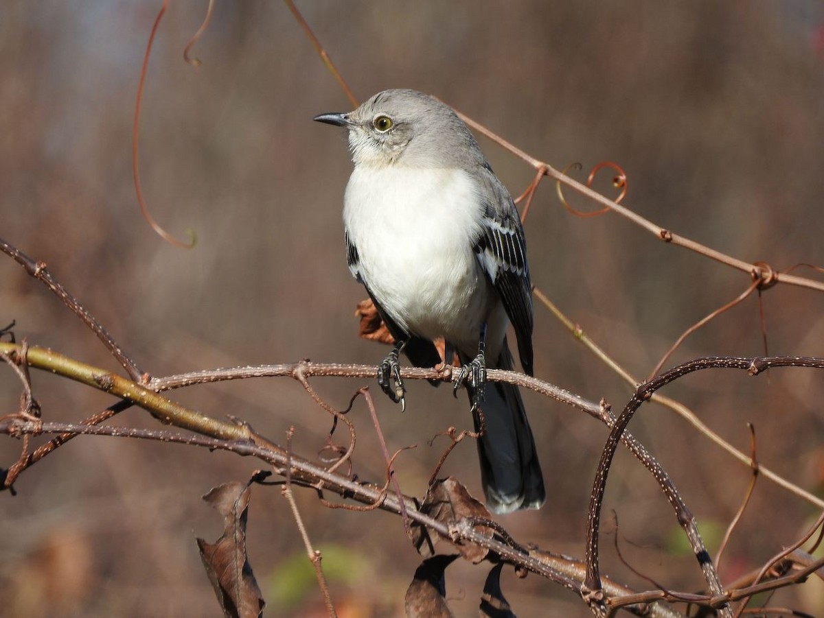 Northern Mockingbird - Milton Hobbs