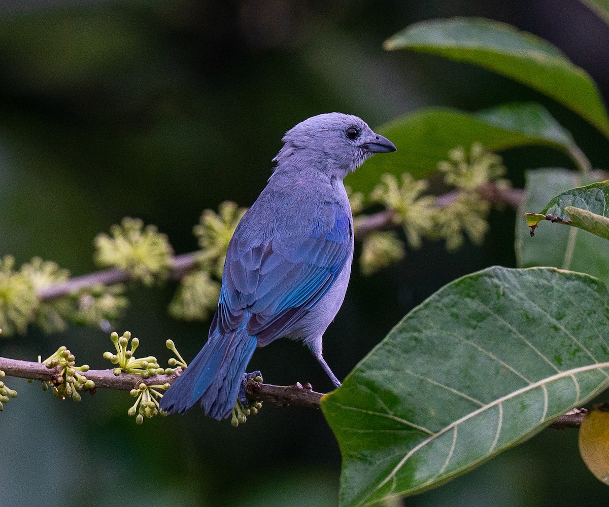 Blue-gray Tanager - ML291261351