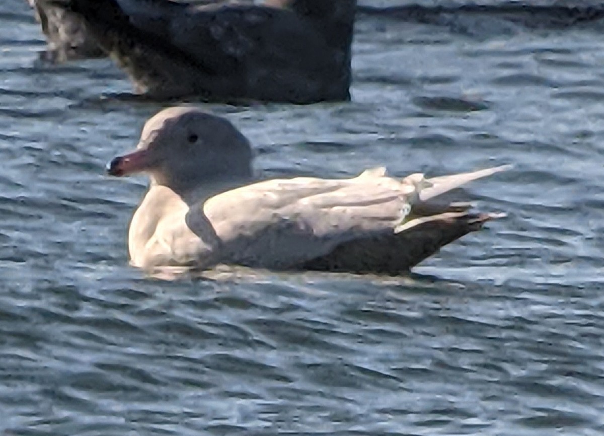 Glaucous Gull - Gail Benson