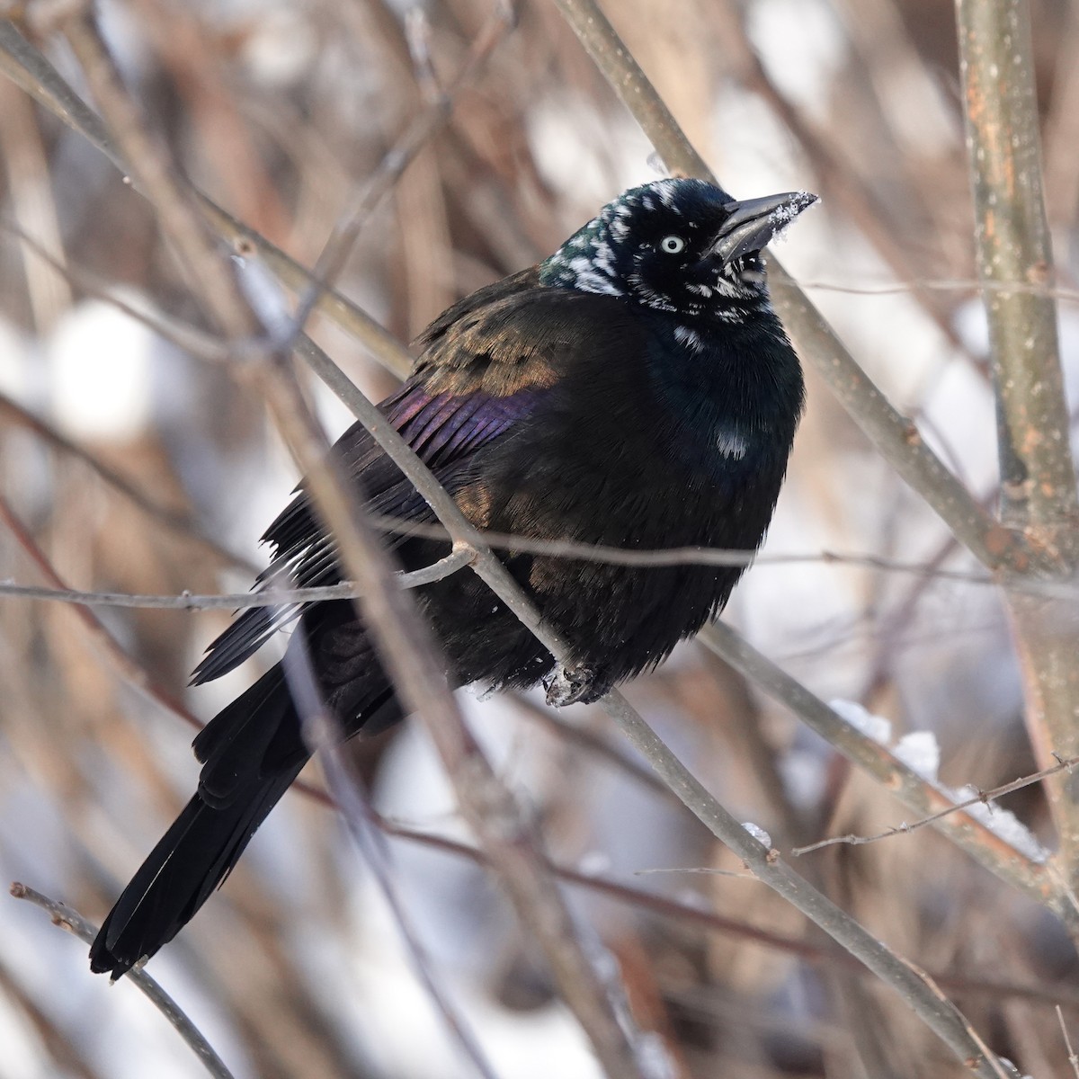 Common Grackle - mc coburn