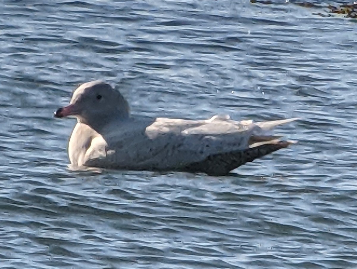 Glaucous Gull - ML291265841