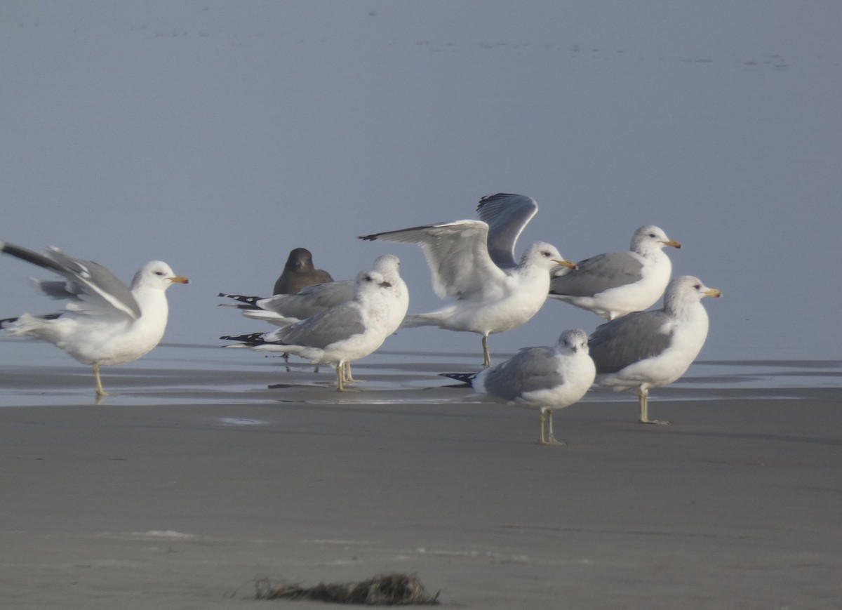 California Gull - ML291266811