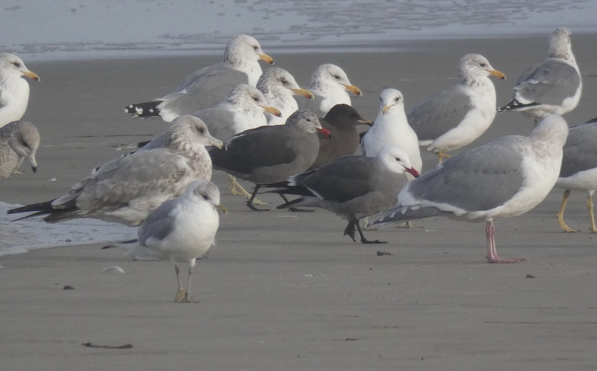 Gaviota Mexicana - ML291267731