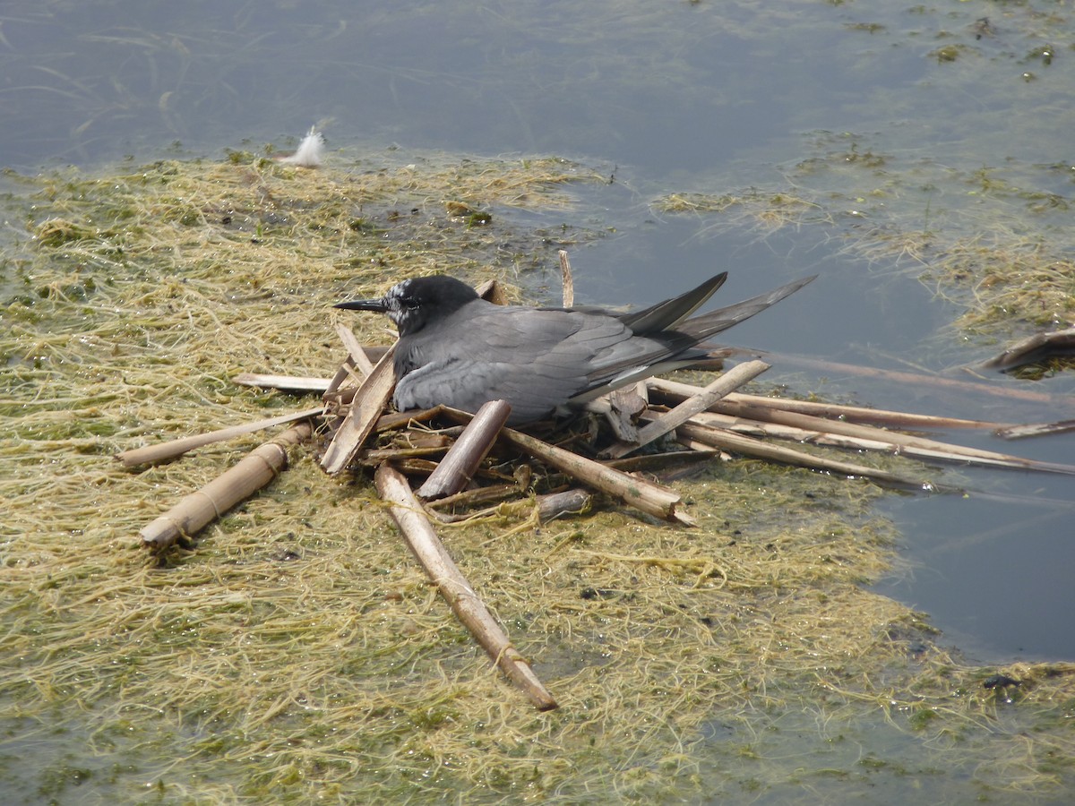 Black Tern - ML291268001