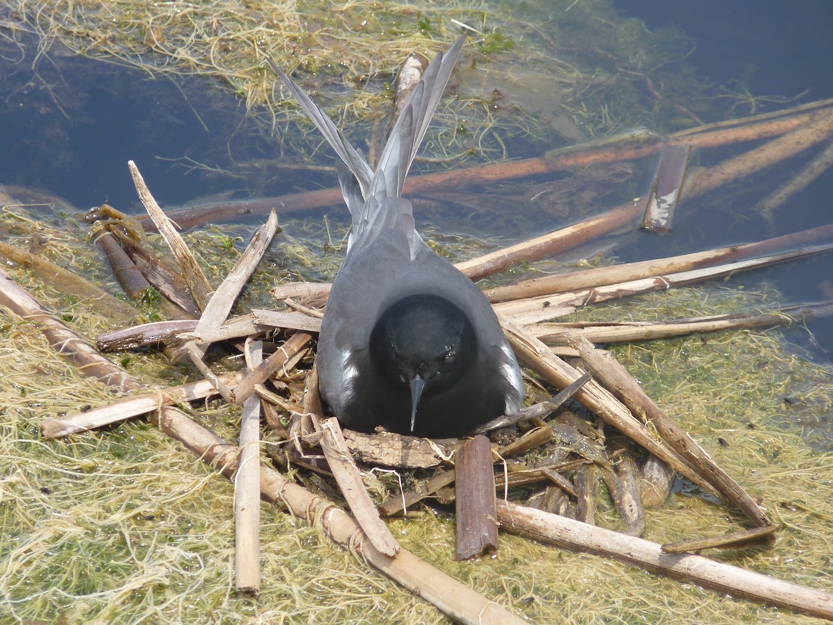 Black Tern - ML291268021