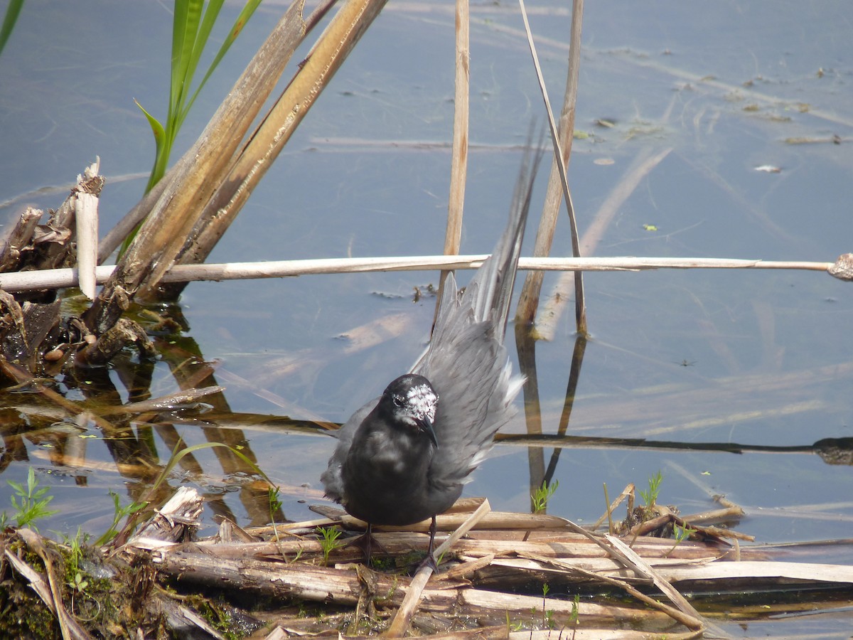 Black Tern - ML291268051
